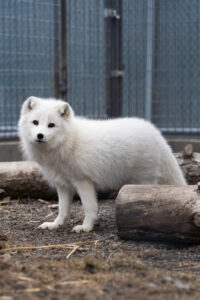 Fox ambassador with bright eyes at Cat Tales Wildlife Center.