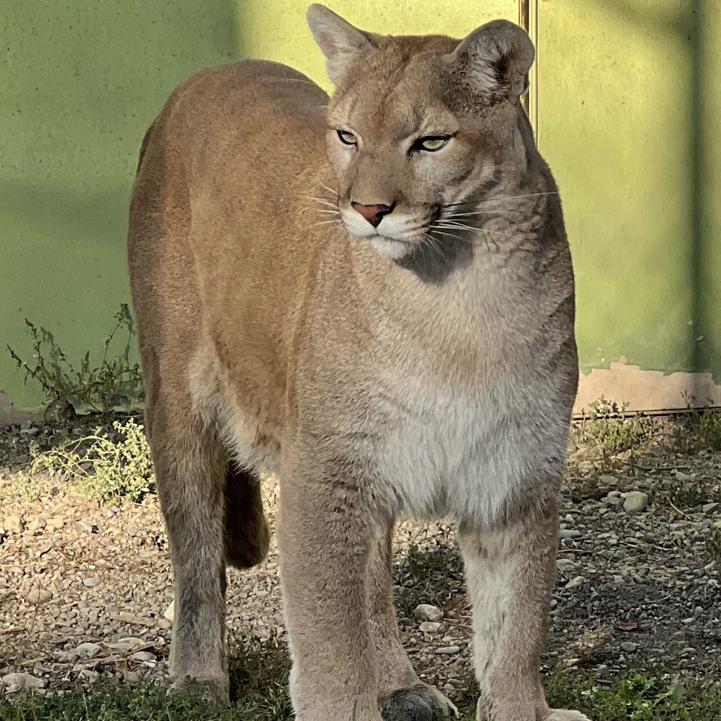 Hope a puma at Cat Tales Wildlife Center standing in her exhibit.