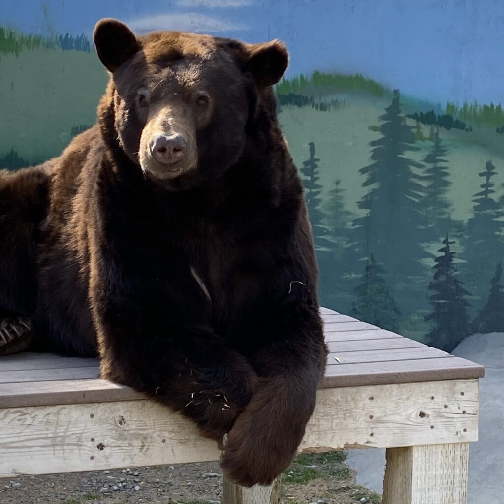 Oscar a cinnamon colored black bear at Cat Tales Wildlife Center