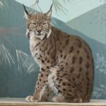 Lynx ambassador with tufted ears at Cat Tales Wildlife Center.
