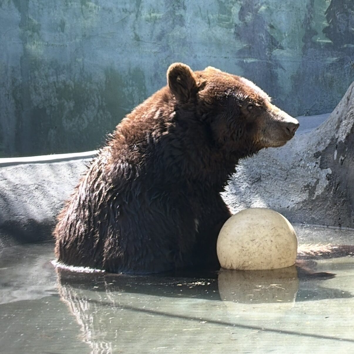 Oscar the black bear at Cat Tales Wildlife Center relaxing in his pool with his enrichment ball