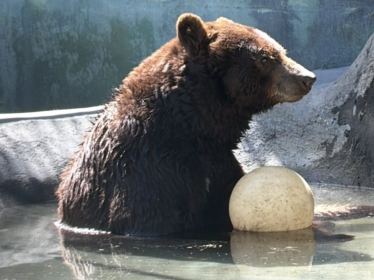 Oscar the black bear at Cat Tales Wildlife Center relaxing in the pool with his ball.