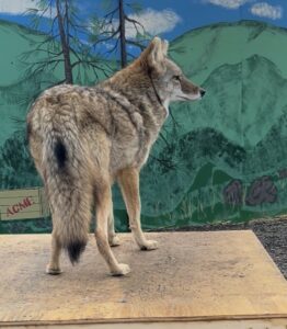 Coyote ambassador at Cat Tales Wildlife Center.