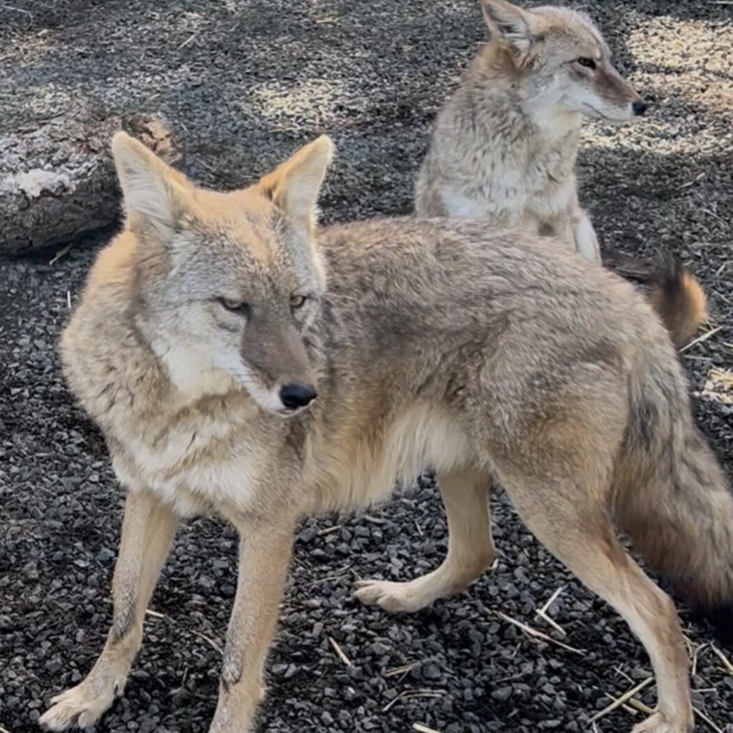 Talapus "Blue" and Sinawava "Sunny", coyotes at Cat Tales Wildlife Center