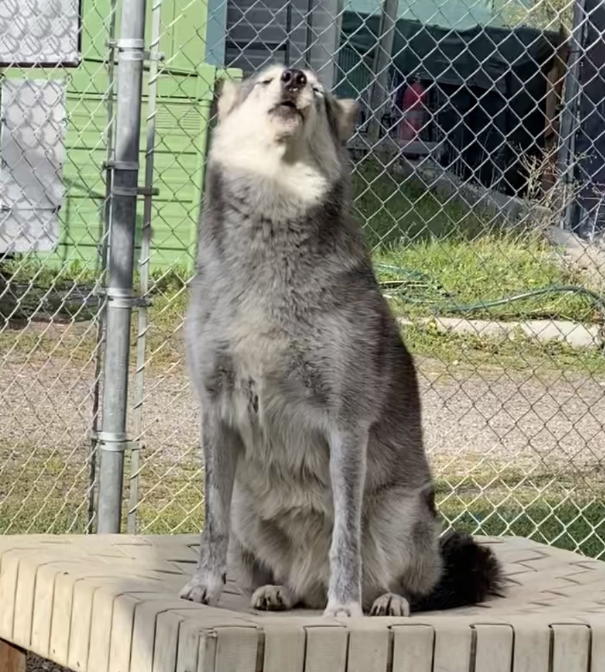 Grae a wolfdog at Cat Tales Wildlife Center sitting on her platform howling with the others