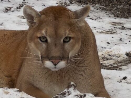 Jackson a puma at Cat Tales Wildlife Center laying in the snow.