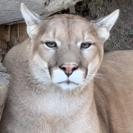 Jackson a puma, cougar, mountain lion head and shoulders at Cat Tales Wildlife Center.