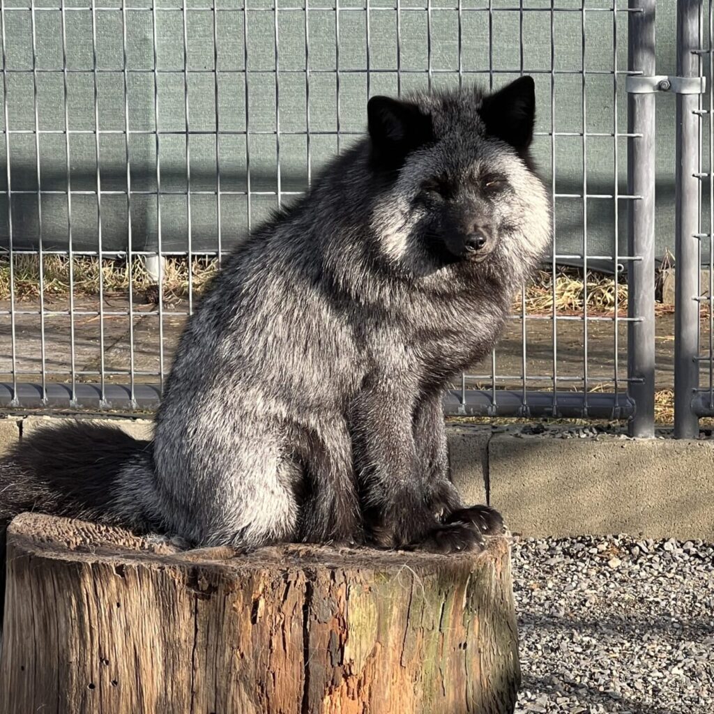 Jasper a silver fox, a variation or the red fox, sitting on a log at Cat Tales Wildlife Center.