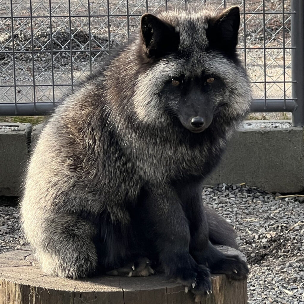 Jinx a silver fox, a variation or the red fox, sitting on a log at Cat Tales Wildlife Center.