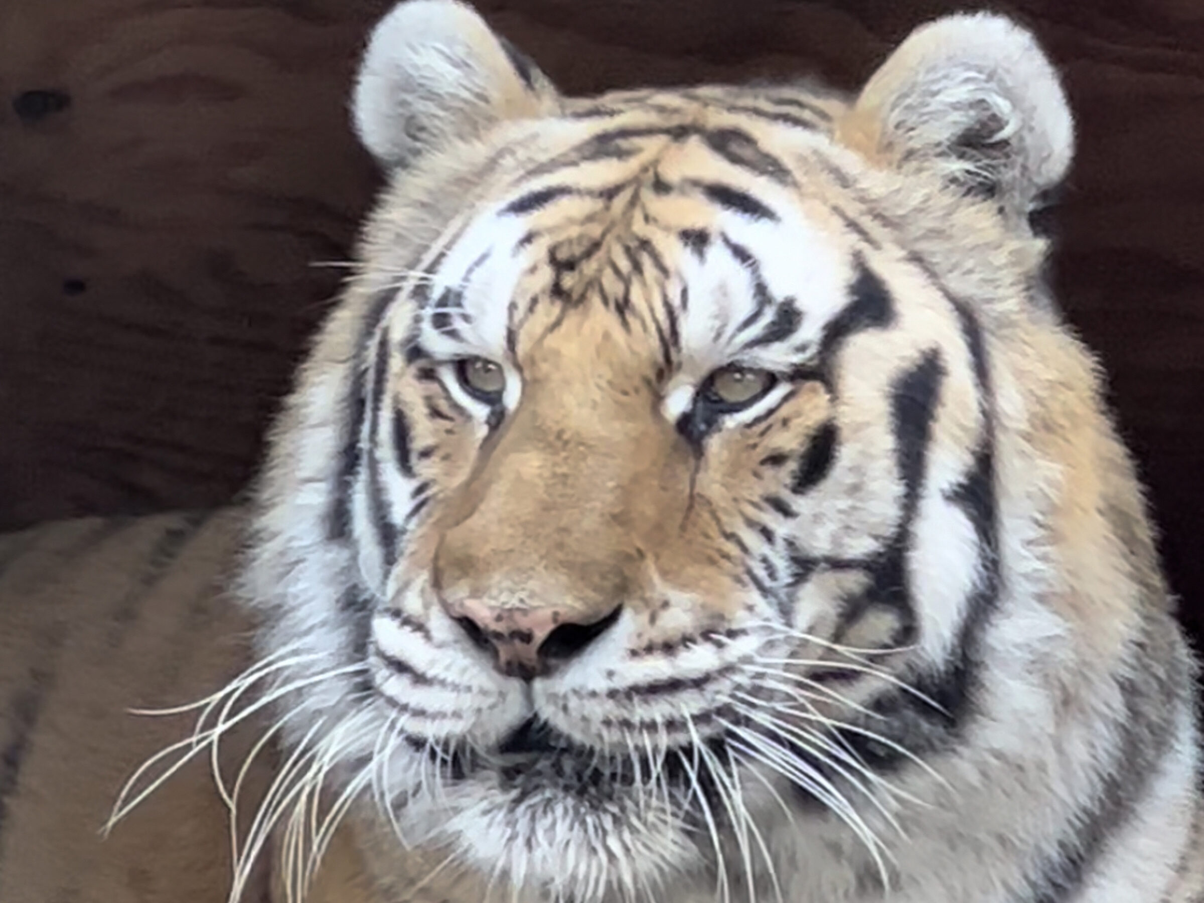 Koshka the Amur tiger resting in his habitat