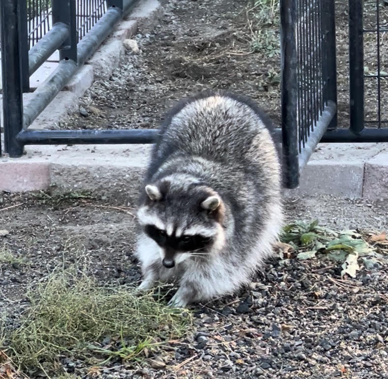 Milly a rescued raccoon at Cat Tales Wildlife Center exploring the plant enrichment in her exhibit