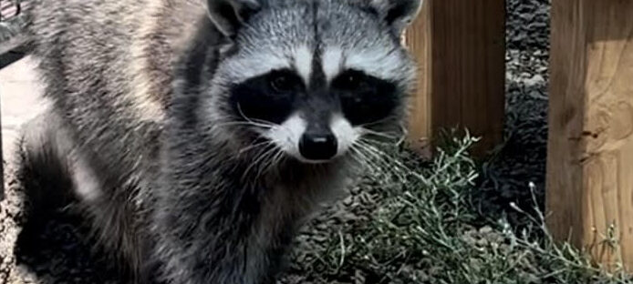 Is It Legal to Own a Raccoon, Fox, Bobcat, or Other Native Wildlife in Washington State?