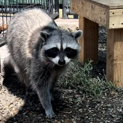 Raccoon ambassador at Cat Tales Wildlife Center.