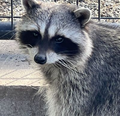 Raccoon Milly at Cat Tales Wildlife Center sitting on her platform