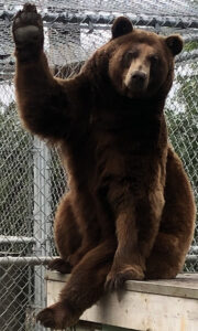 Oscar a black bear at Cat Tales Wildlife Center waving hello or goodbye