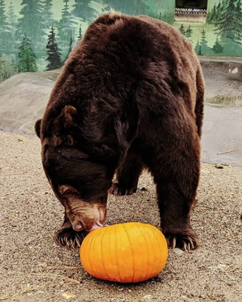 Oscar a black bear at Cat Tales Wildlife Center exploring a pumpkin.