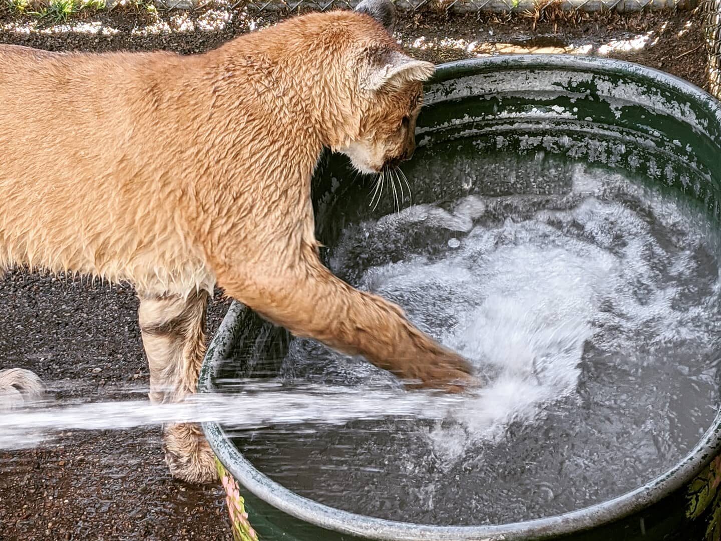 Hop a puma at Cat Tales Wildlife Center using her foot to splash water in a tub.