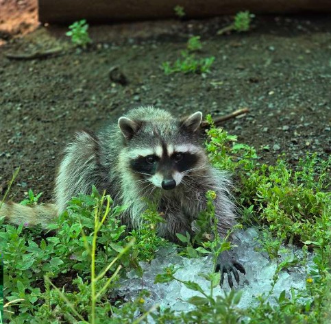 Raccoon Milly at Cat Tales Wildlife Center with ice enrichment in the grass