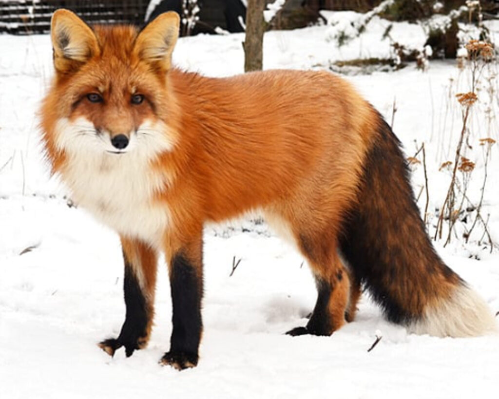A red fox standing in the snow