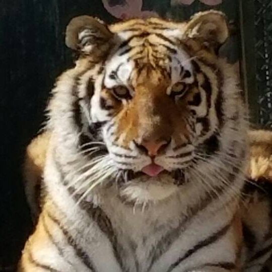 Tiger ambassador at Cat Tales Wildlife Center.