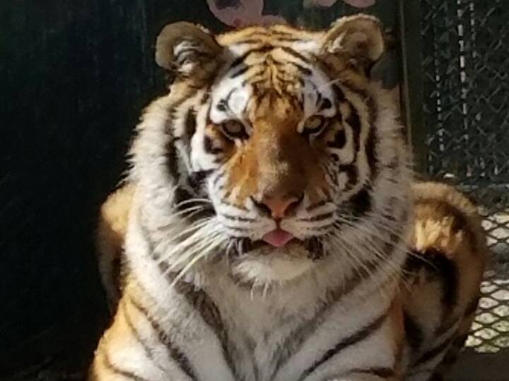 Sestra the Amur tiger near her pool