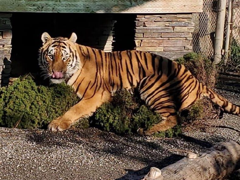 Tiger exploring tree enrichment in a habitat at Cat Tales Wildlife Center