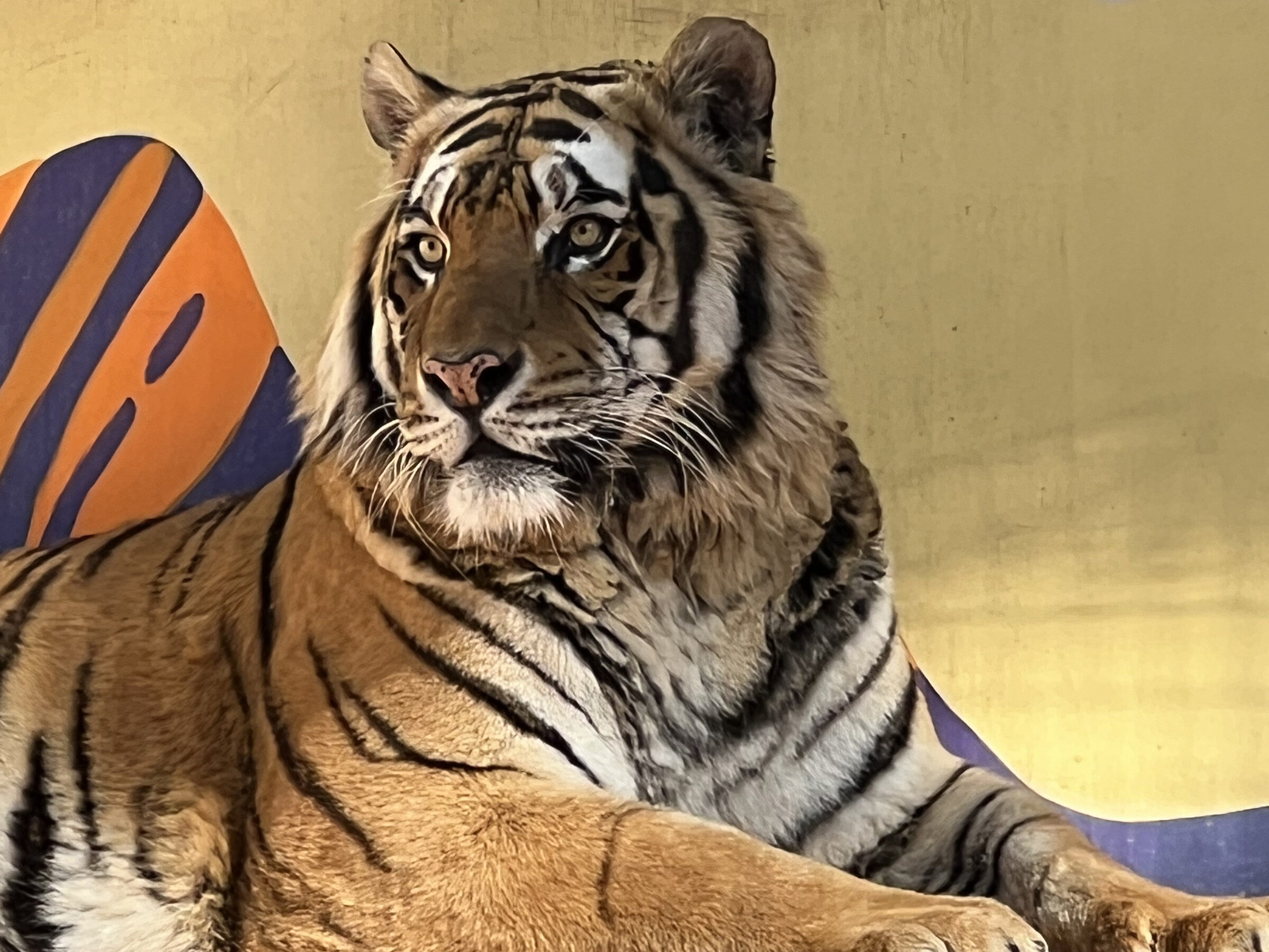 Tigger the Bengal tiger at Cat Tales Wildlife Center