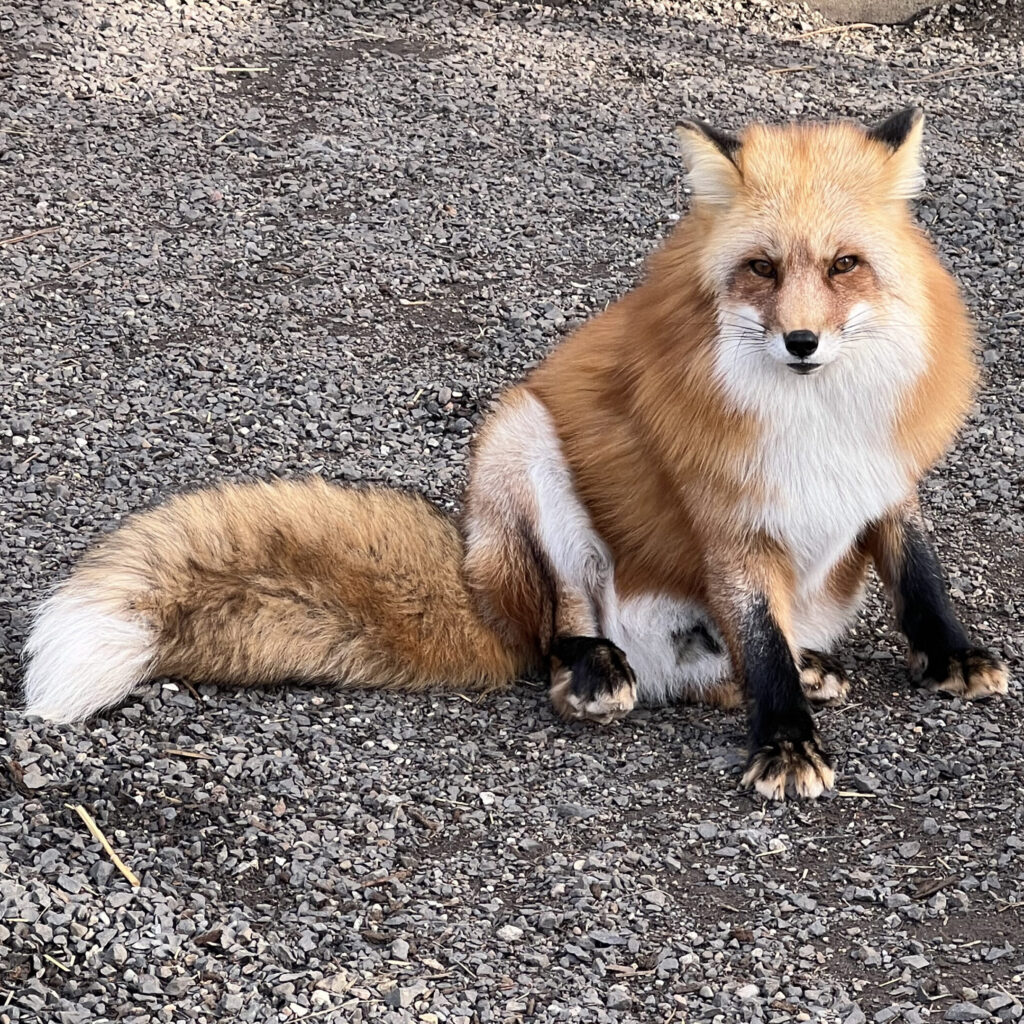Todd a red fox at Cat Tales Wildlife center sitting in his exhibit