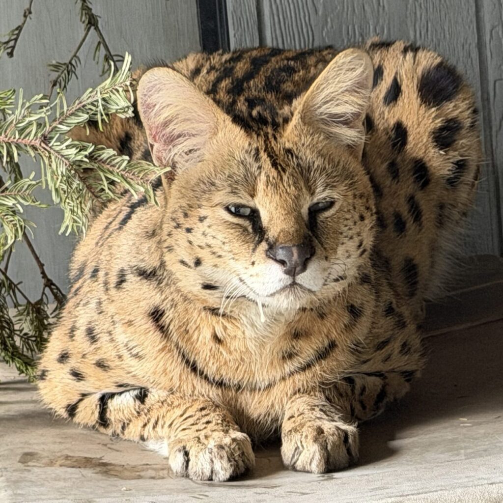 Yipka, also known as "Yip-Yip" a serval at Cat Tales Wildlife Center on a platform.