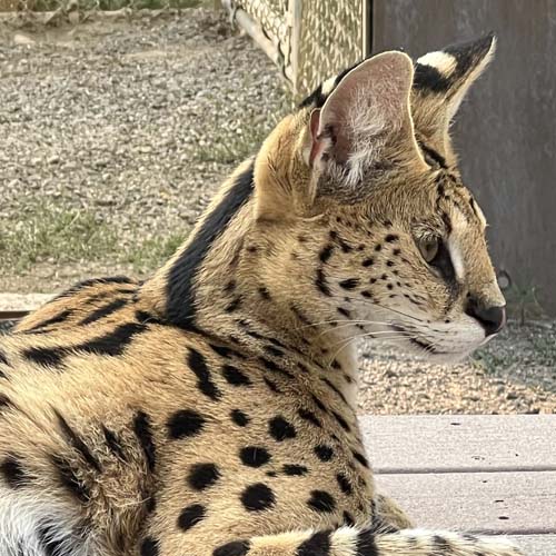 a serval at Cat Tales Wildlife Center laying on a platform looking to the right
