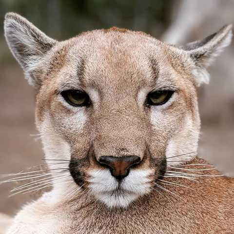 Kachina a puma, cougar, mountain lion at Cat Tales Wildlife Center image of face.