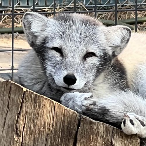 Buddy an arctic fox at Cat Tales Wildlife Center in his fall pelage