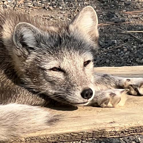 Jovie an arctic fox in her summer fur pelage laying on a log at Cat Tales Wildlife Center