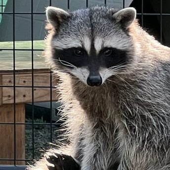 Raccoon Billy at Cat Tales Wildlife Center enjoying the sun sitting on his platform