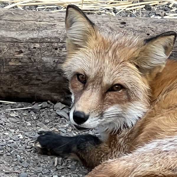 Todd a red fox at Cat Tales Wildlife Center laying by a log in his exhibit