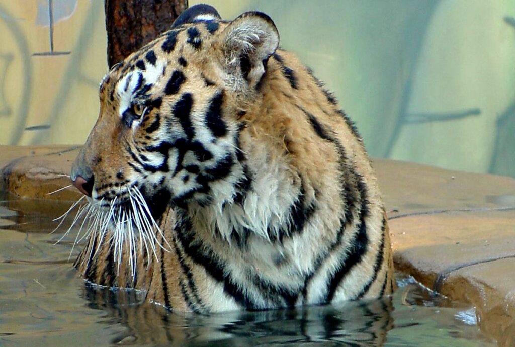 Tiger relaxing in a pool at Cat Tales Wildlife Center
