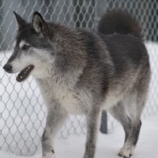 Grae a wolfdog hybrid at Cat Tales Wildlife Center standing in her exhibit in the snow against the fence