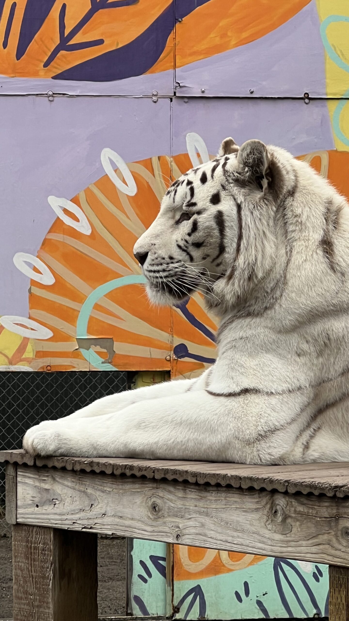 Nalin the white tiger at Cat Tales Wildlife Center, on his platform and looking across his habitat.