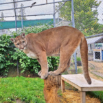 Hope a puma at Cat Tales Wildlife Center