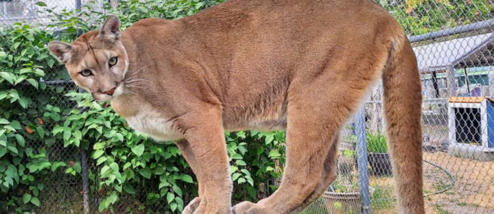 Hope a puma at Cat Tales Wildlife Center