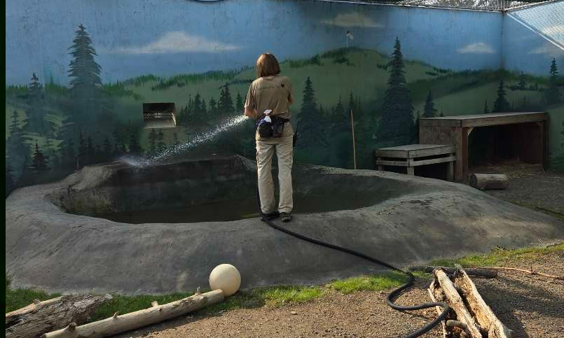 Zookeeper student cleaning a bear pool at Cat Tales Wildlife Center